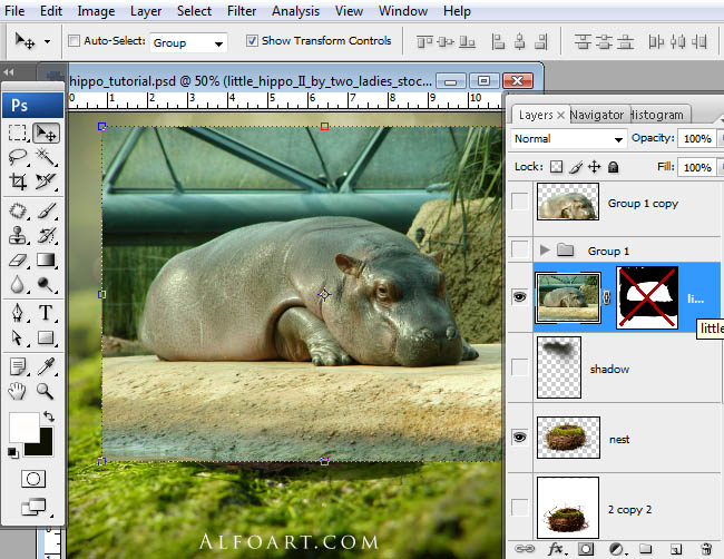 hippo, photoshop, nest, egg, shell, flying hippo, cute, baby, wings, hippopotamus, feathers